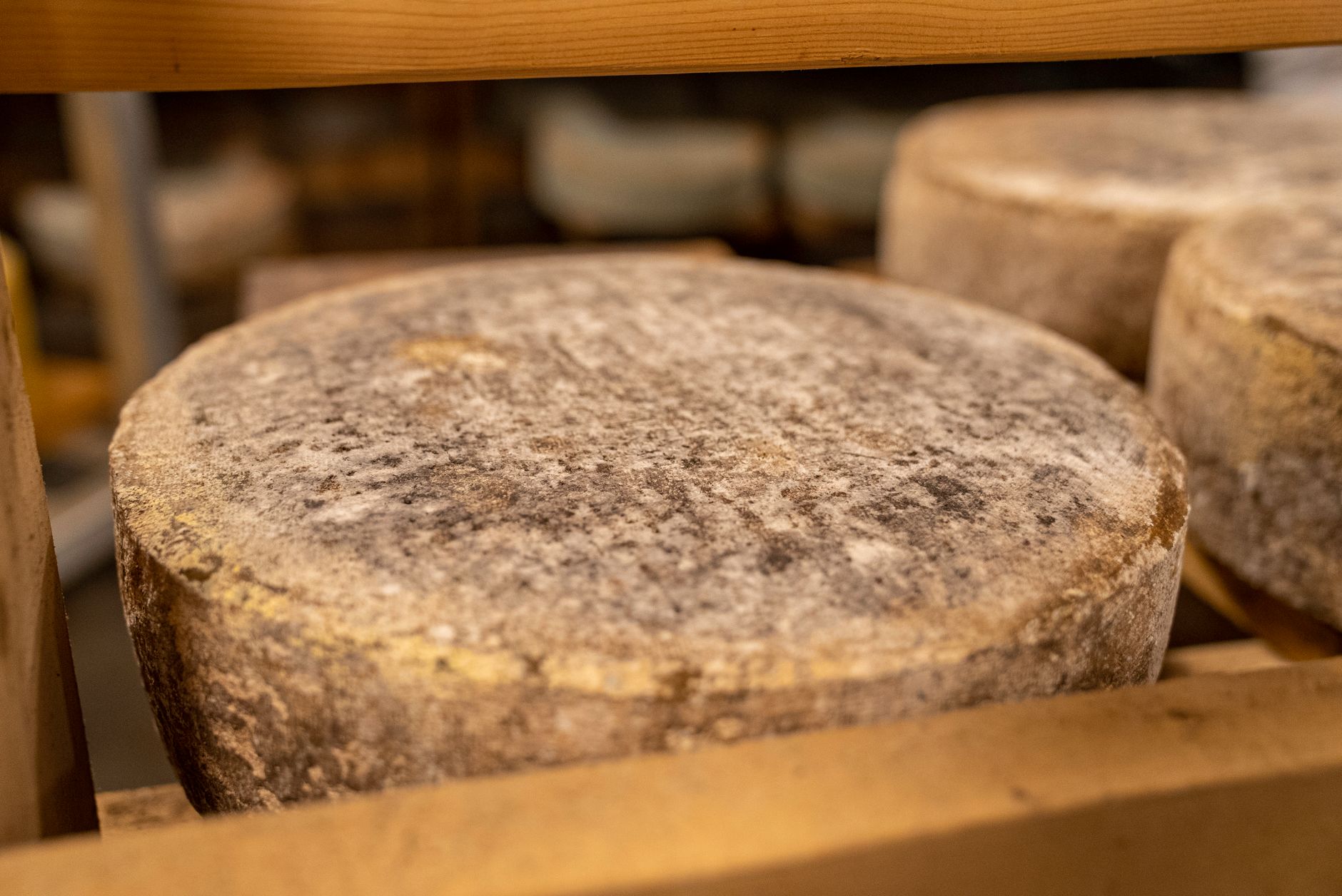 Formaggi di malga