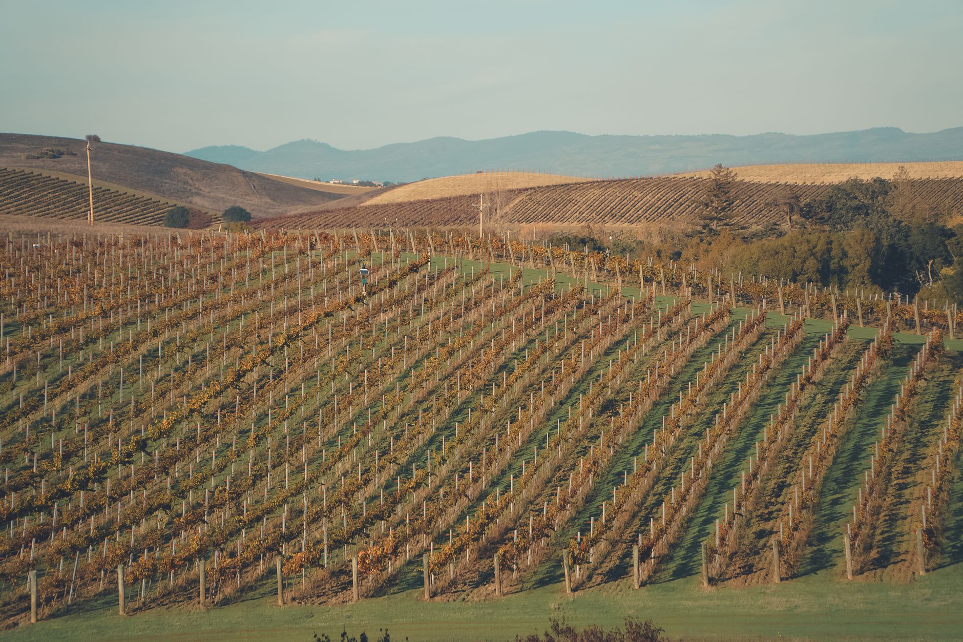 Weinberge des Trentino